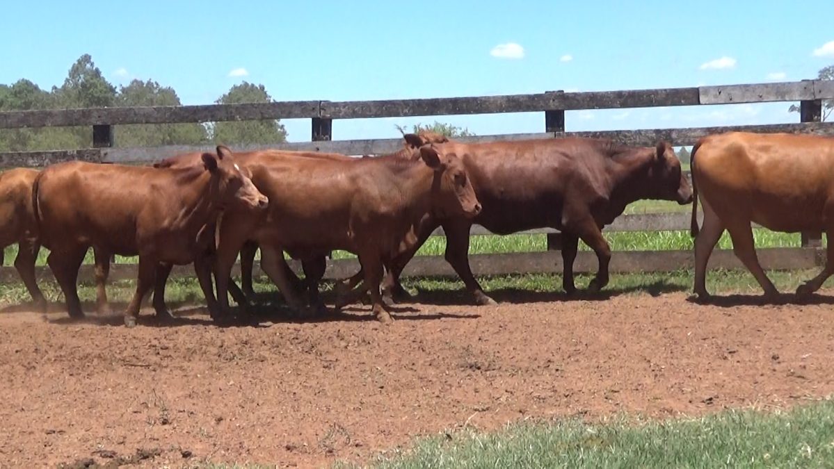 Feria de Invernada por Pantalla Televisada ─ lote 5921 1