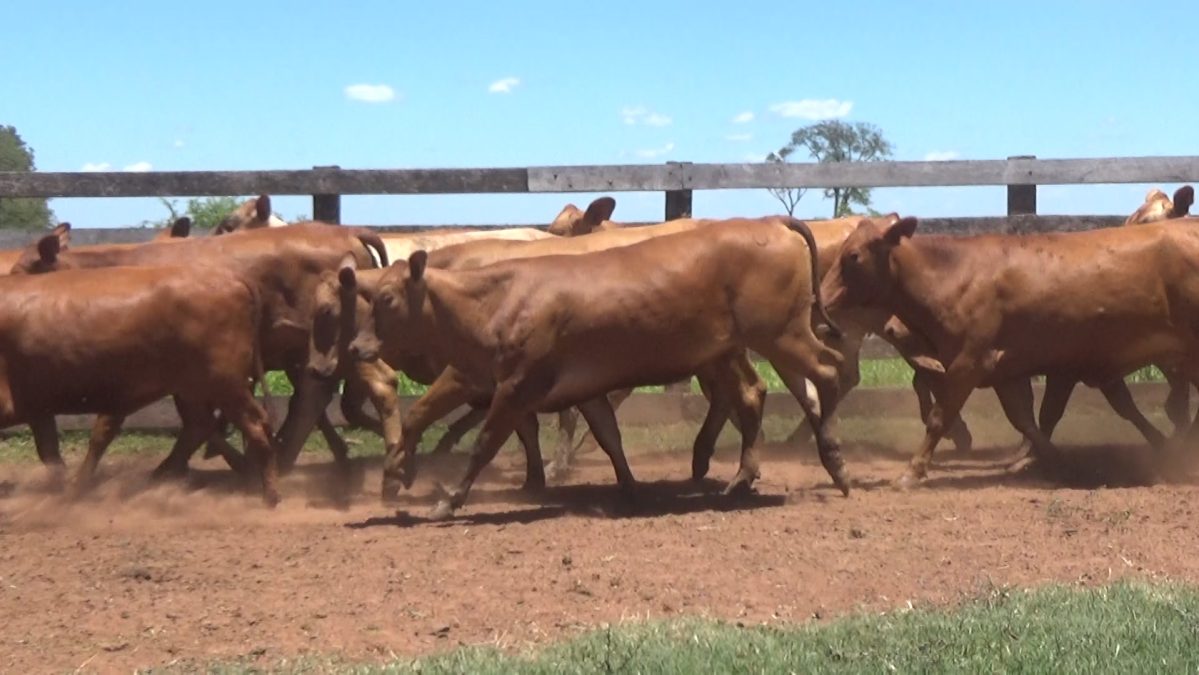 Feria de Invernada por Pantalla Televisada ─ lote 5921 2