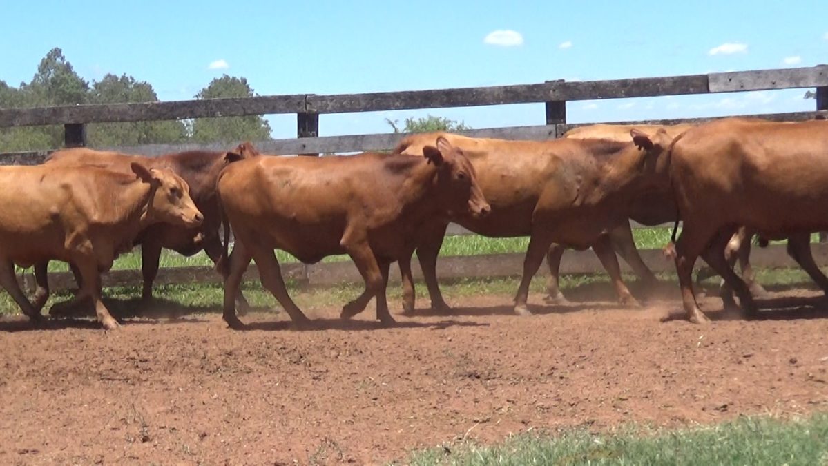 Feria de Invernada por Pantalla Televisada ─ lote Lote 10 – N° insp. 5921