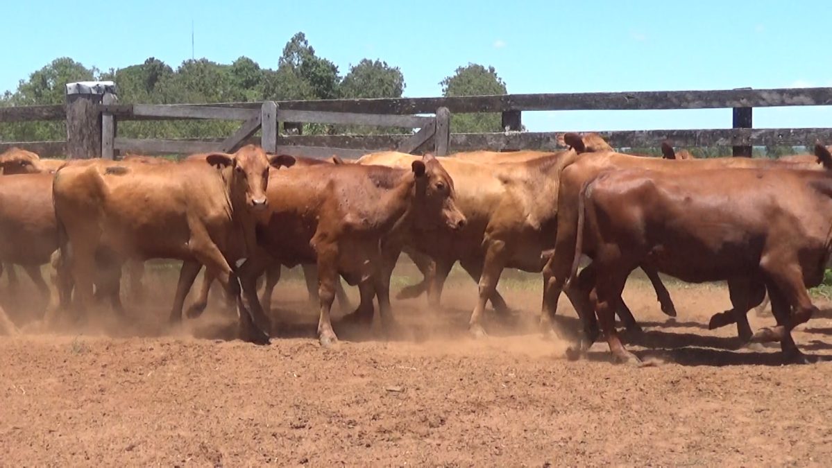 Feria de Invernada por Pantalla Televisada ─ lote 5922 1