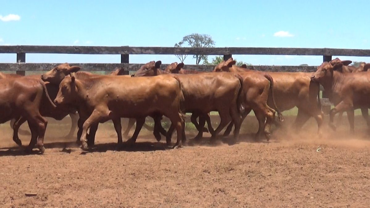 Feria de Invernada por Pantalla Televisada ─ lote 5922 2