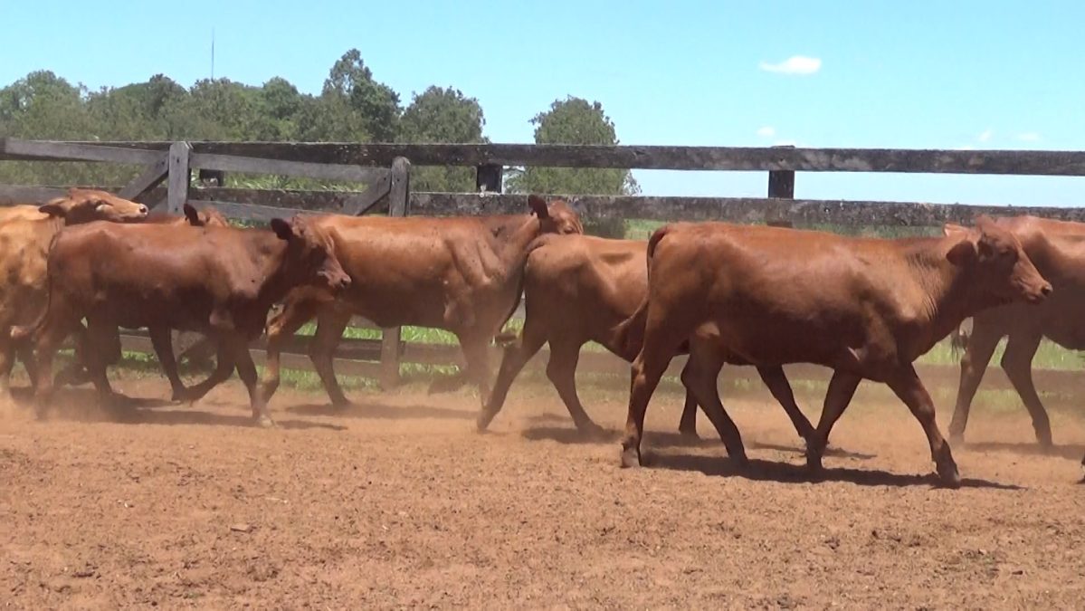 Feria de Invernada por Pantalla Televisada ─ lote Lote 11 – N° insp. 5922