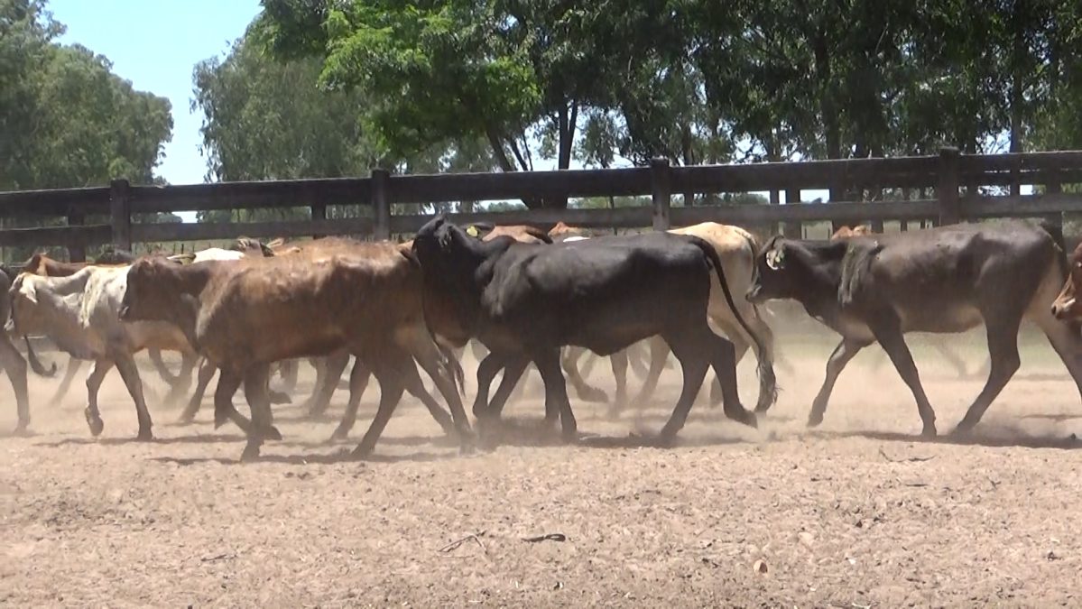 Feria de Invernada por Pantalla Televisada ─ lote 5923 1