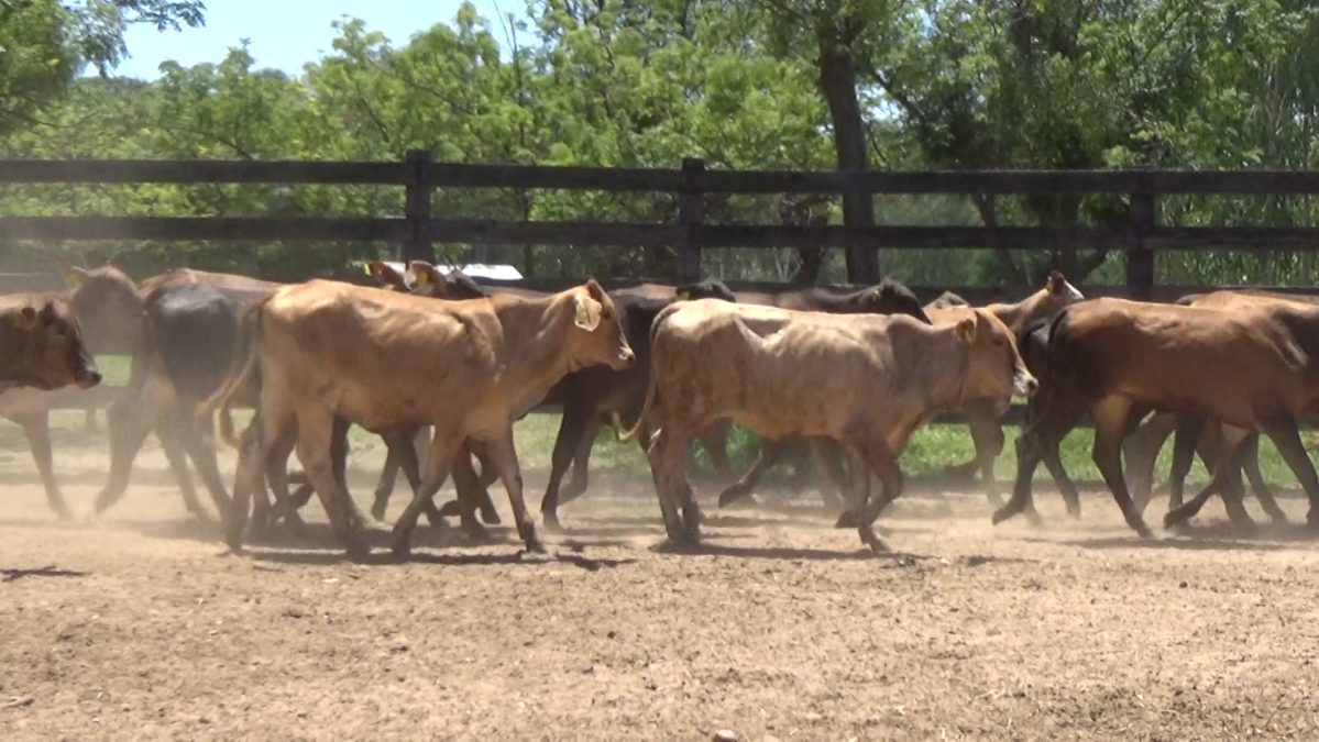 Feria de Invernada por Pantalla Televisada ─ lote 5923 2