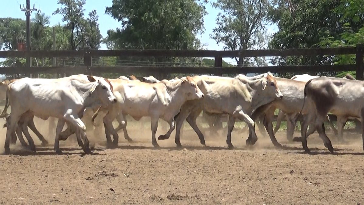 Feria de Invernada por Pantalla Televisada ─ lote Lote 4 – N° insp. 5923