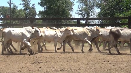 Lote 4 – N° insp. 5923