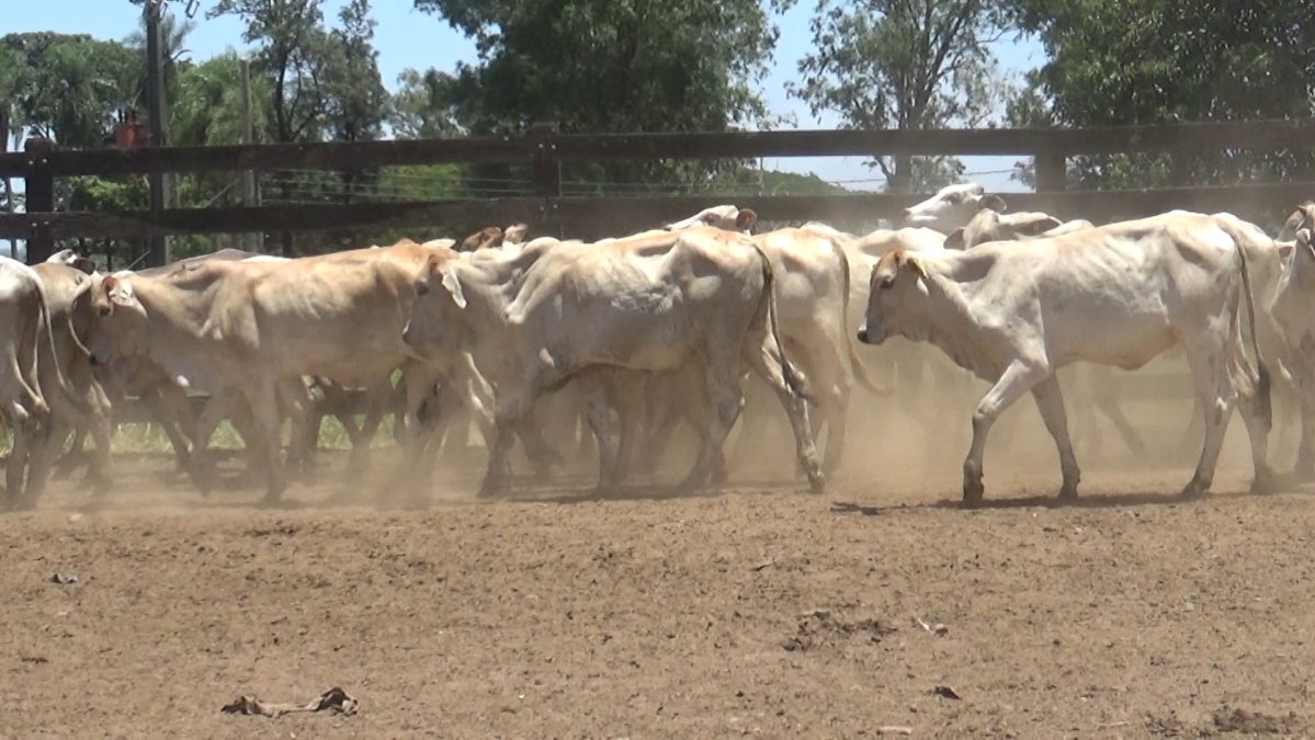 Feria de Invernada por Pantalla Televisada ─ lote 5923 4