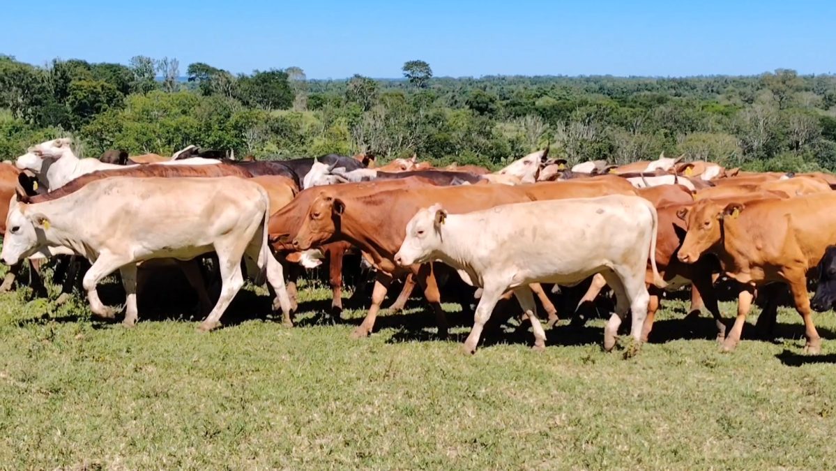 Feria de Invernada por Pantalla Televisada ─ lote 5971 1