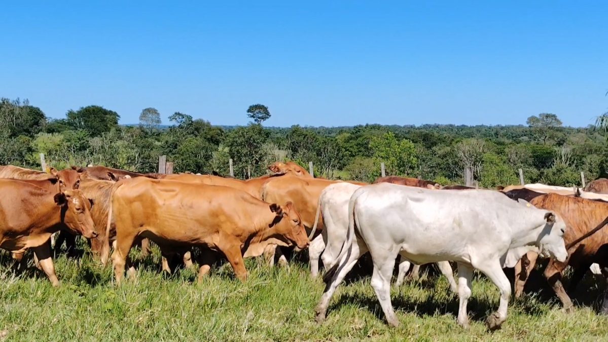 Feria de Invernada por Pantalla Televisada ─ lote 5971 2