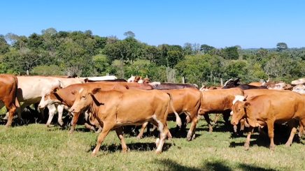 Lote 5 – N° insp. 5971