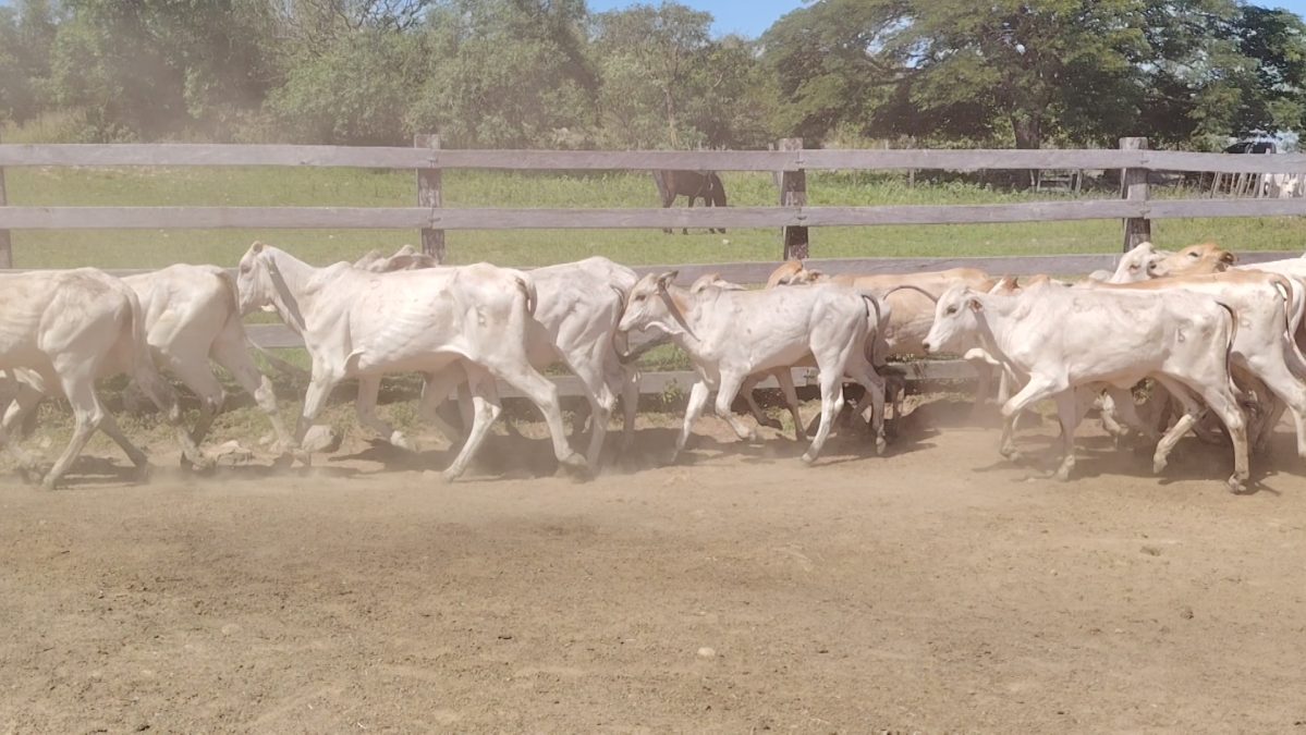 Feria de Invernada por Pantalla Televisada ─ lote 5972 1