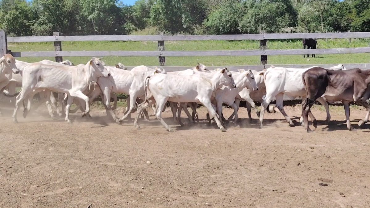 Feria de Invernada por Pantalla Televisada ─ lote Lote 2 – N° insp. 5972