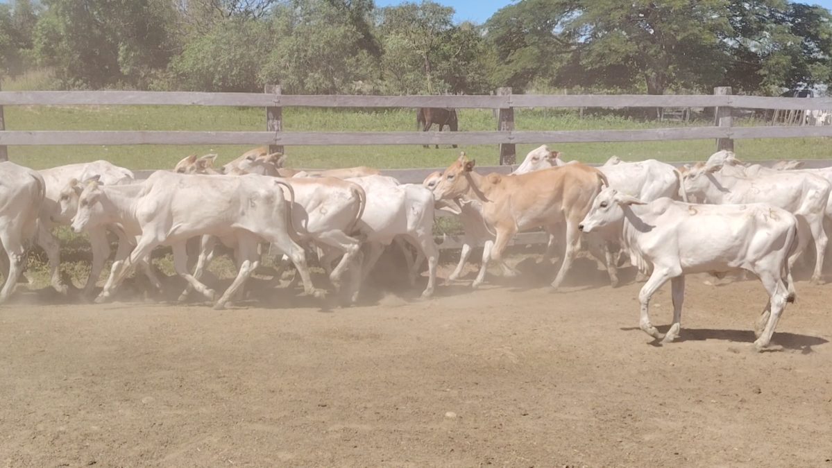 Feria de Invernada por Pantalla Televisada ─ lote 5972 3