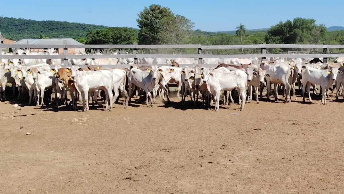 Feria de Invernada por Pantalla Televisada ─ lote Lote 1 – N° insp. 5973