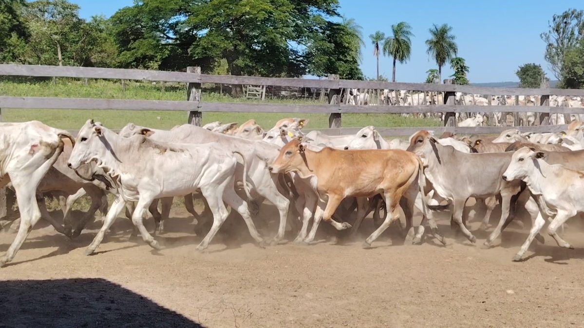 Feria de Invernada por Pantalla Televisada ─ lote 5973 2