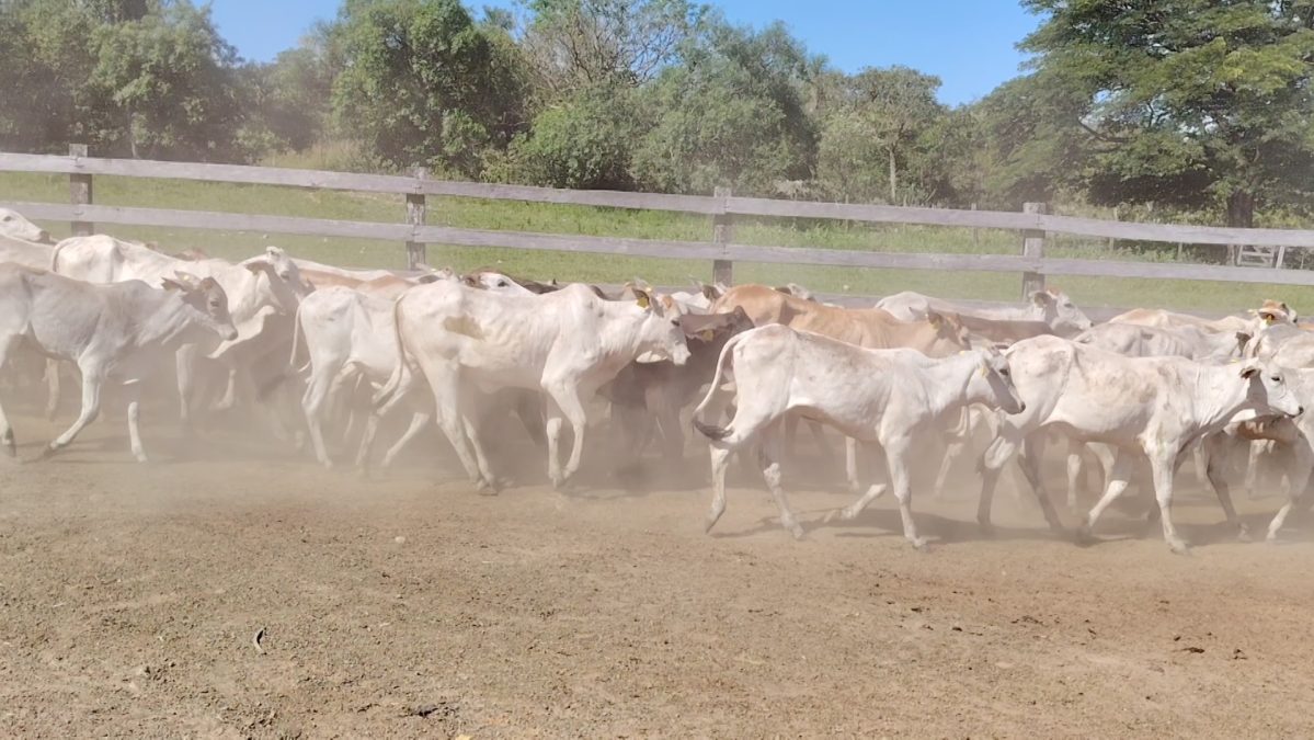 Feria de Invernada por Pantalla Televisada ─ lote 5973 3