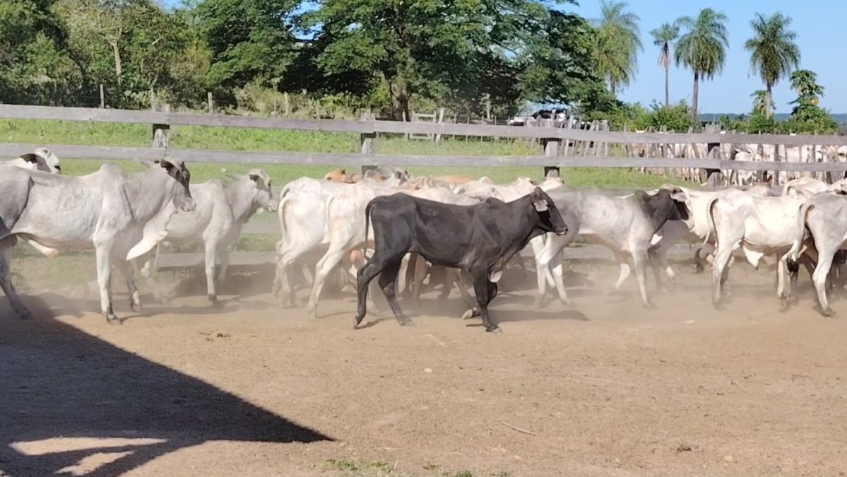 Feria de Invernada por Pantalla Televisada ─ lote 5974 1