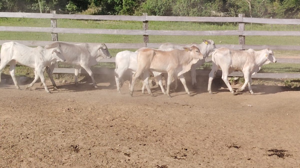 Feria de Invernada por Pantalla Televisada ─ lote 5974 2