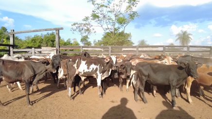 Lote 8 – N° insp. 6008