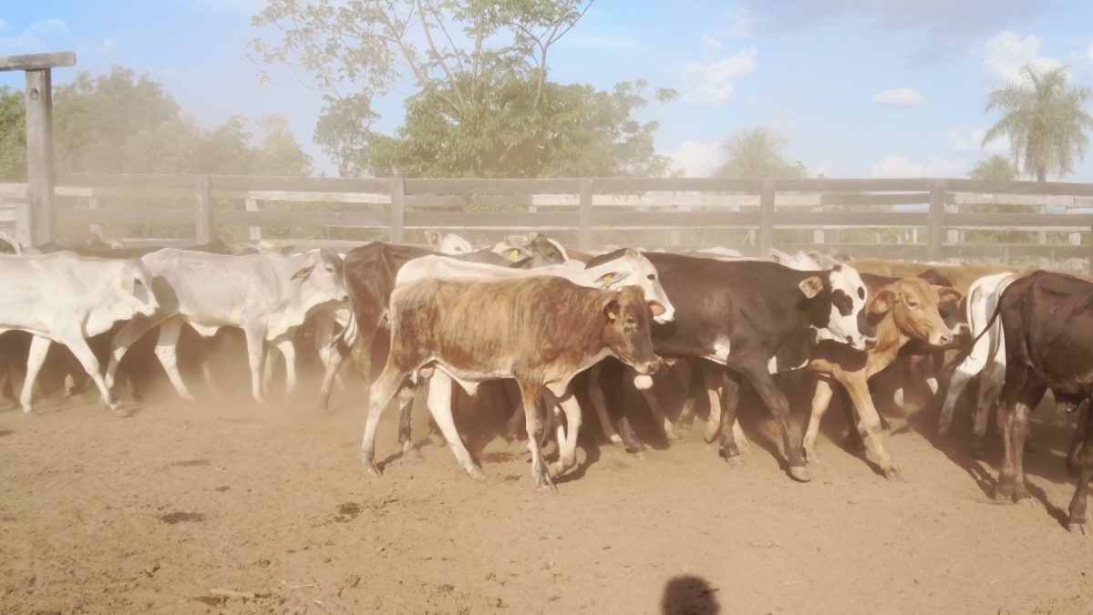 Feria de Invernada por Pantalla Televisada ─ lote 6008 2