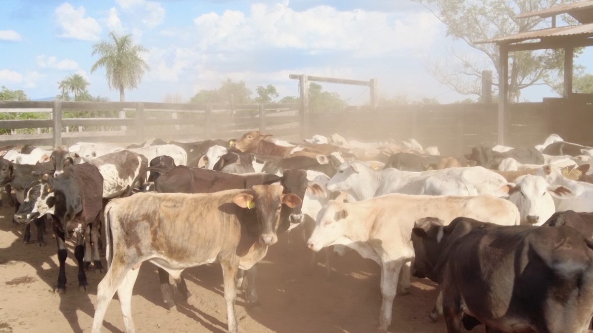 Feria de Invernada por Pantalla Televisada ─ lote 6008 3