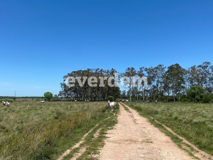 Establecimiento de 6.810 hectáreas en Caapucú 2
