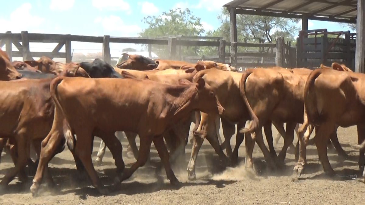 Feria de Invernada por Pantalla Televisada ─ lote Lote 1 – N° insp. 5841