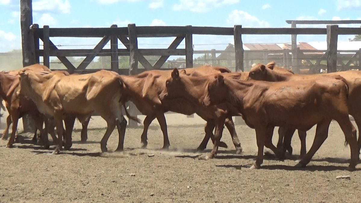 Feria de Invernada por Pantalla Televisada ─ lote 01.2