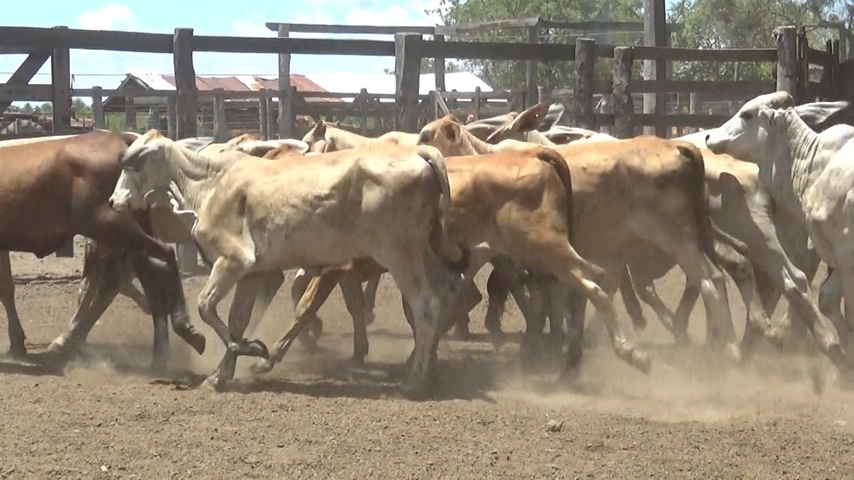 Feria de Invernada por Pantalla Televisada ─ lote 01.3