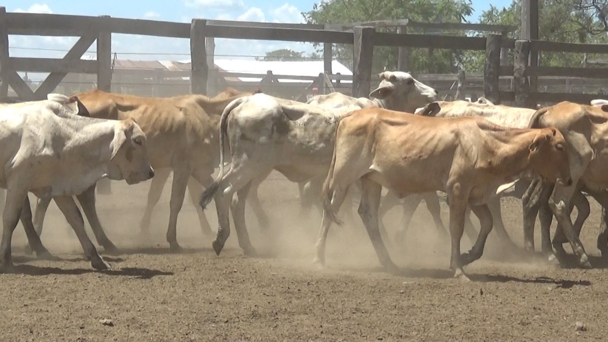 Feria de Invernada por Pantalla Televisada ─ lote 01.4