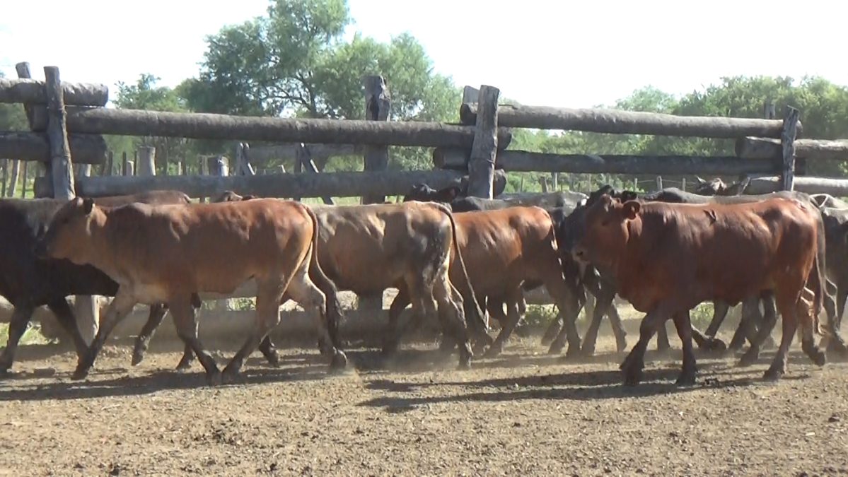 Feria de Invernada por Pantalla Televisada ─ lote Lote 2 – N° insp. 5839