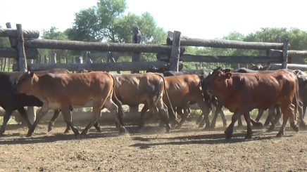 Lote 2 – N° insp. 5839