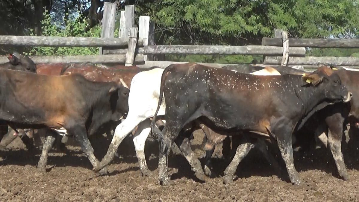 Feria de Invernada por Pantalla Televisada ─ lote 02.3