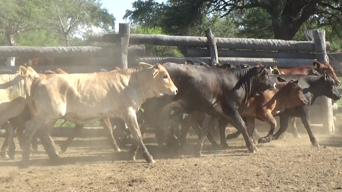 Feria de Invernada por Pantalla Televisada ─ lote 02.4