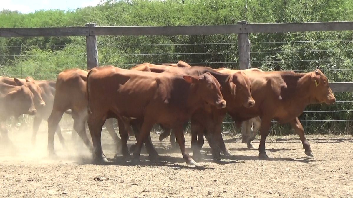 Feria de Invernada por Pantalla Televisada ─ lote 03.1