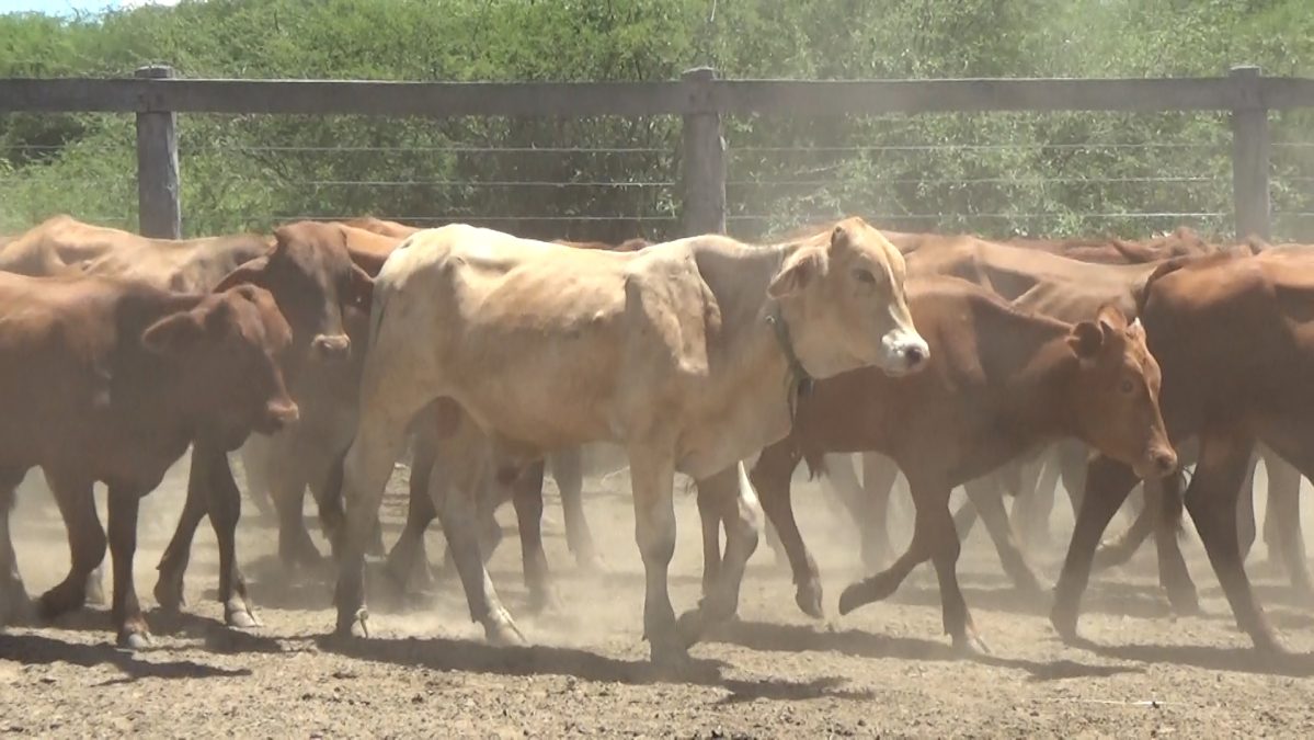 Feria de Invernada por Pantalla Televisada ─ lote Lote 3 – N° insp. 5840