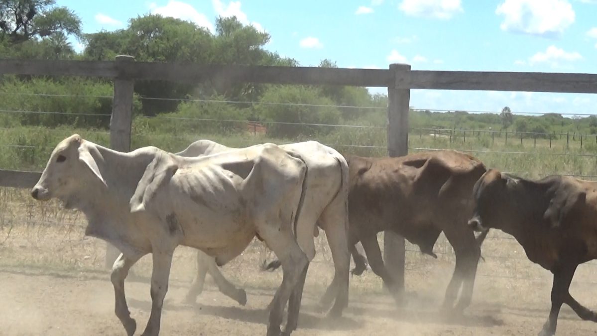 Feria de Invernada por Pantalla Televisada ─ lote 03.3