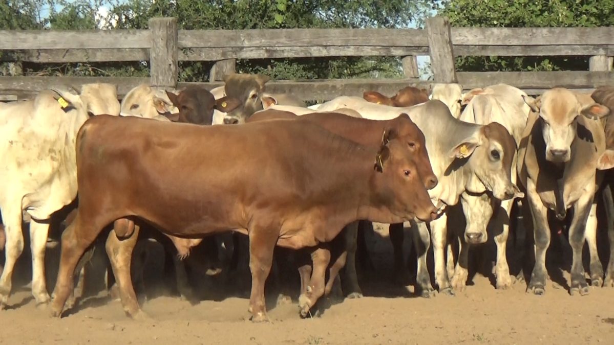 Feria de Invernada por Pantalla Televisada ─ lote Lote 5 – N° insp. 5842