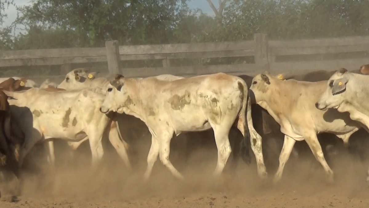 Feria de Invernada por Pantalla Televisada ─ lote 05.2