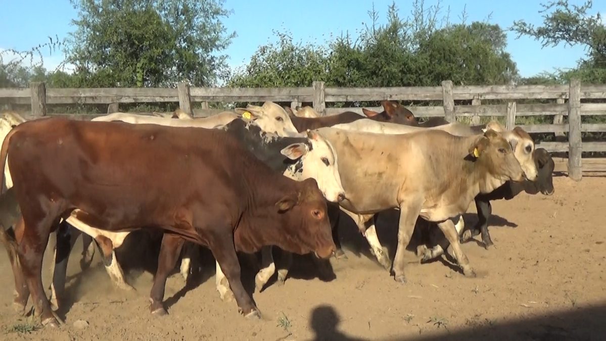 Feria de Invernada por Pantalla Televisada ─ lote 05.3