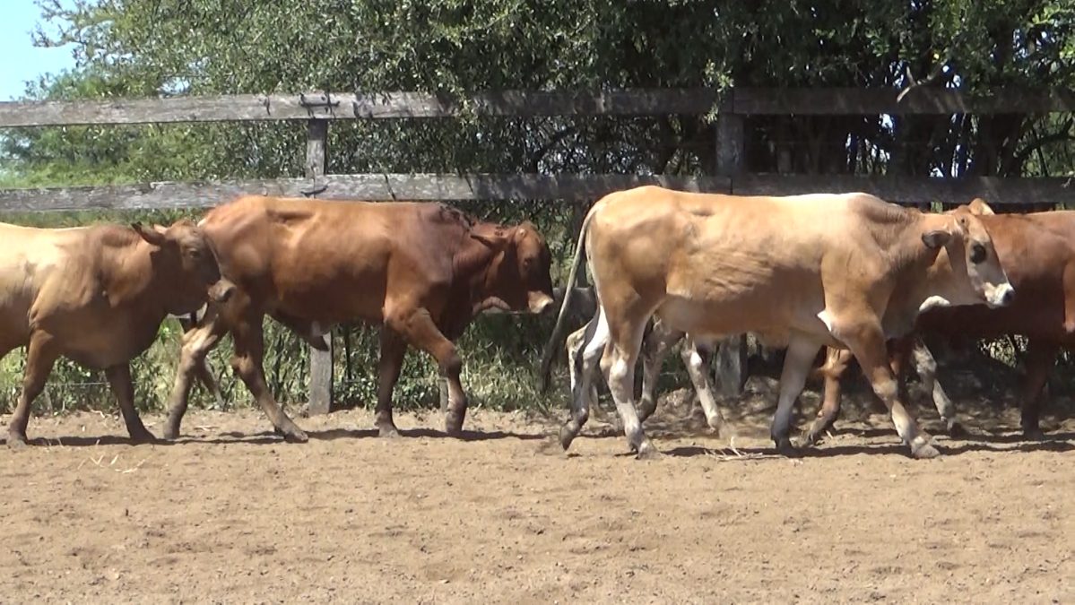 Feria de Invernada por Pantalla Televisada ─ lote 06.1