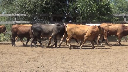 Lote 6 – N° insp. 5924