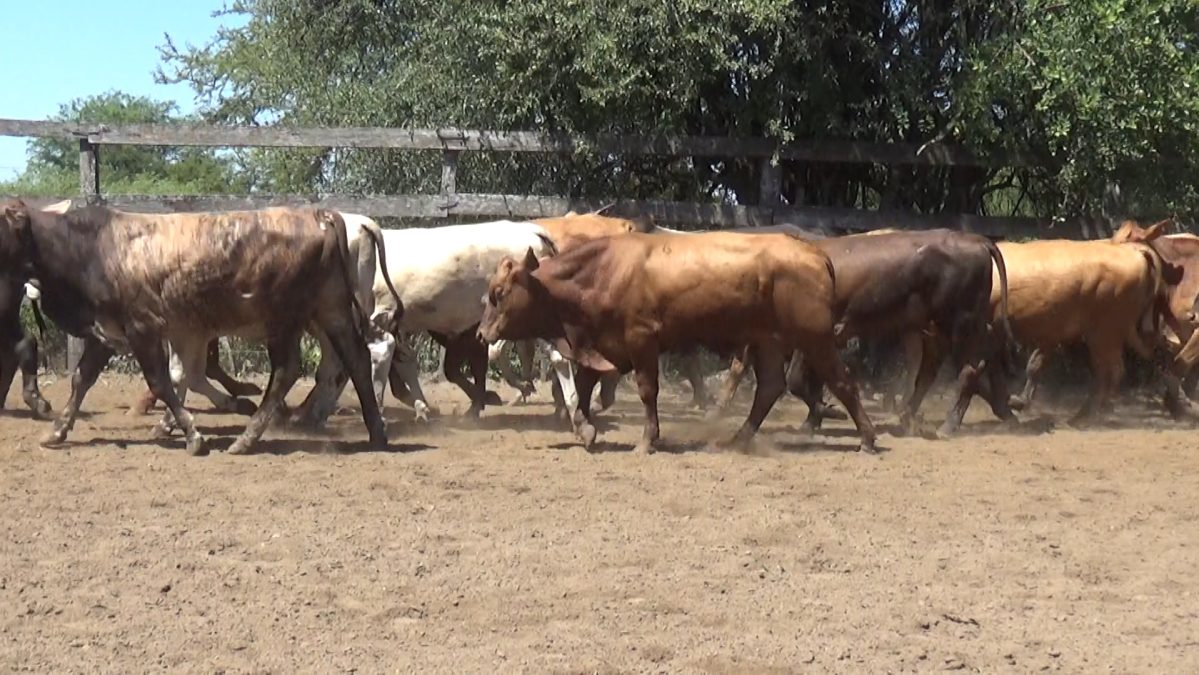 Feria de Invernada por Pantalla Televisada ─ lote 06.3