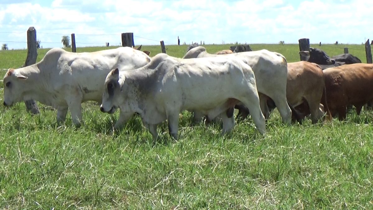 Feria de Invernada por Pantalla Televisada ─ lote 07.1