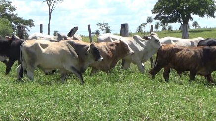 Lote 7 – N° insp. 5977