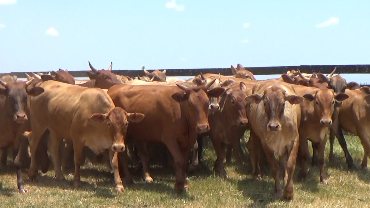 Feria de Invernada por Pantalla Televisada ─ lote Lote 8 – N° insp. 5978