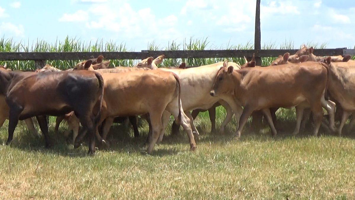 Feria de Invernada por Pantalla Televisada ─ lote 08.3