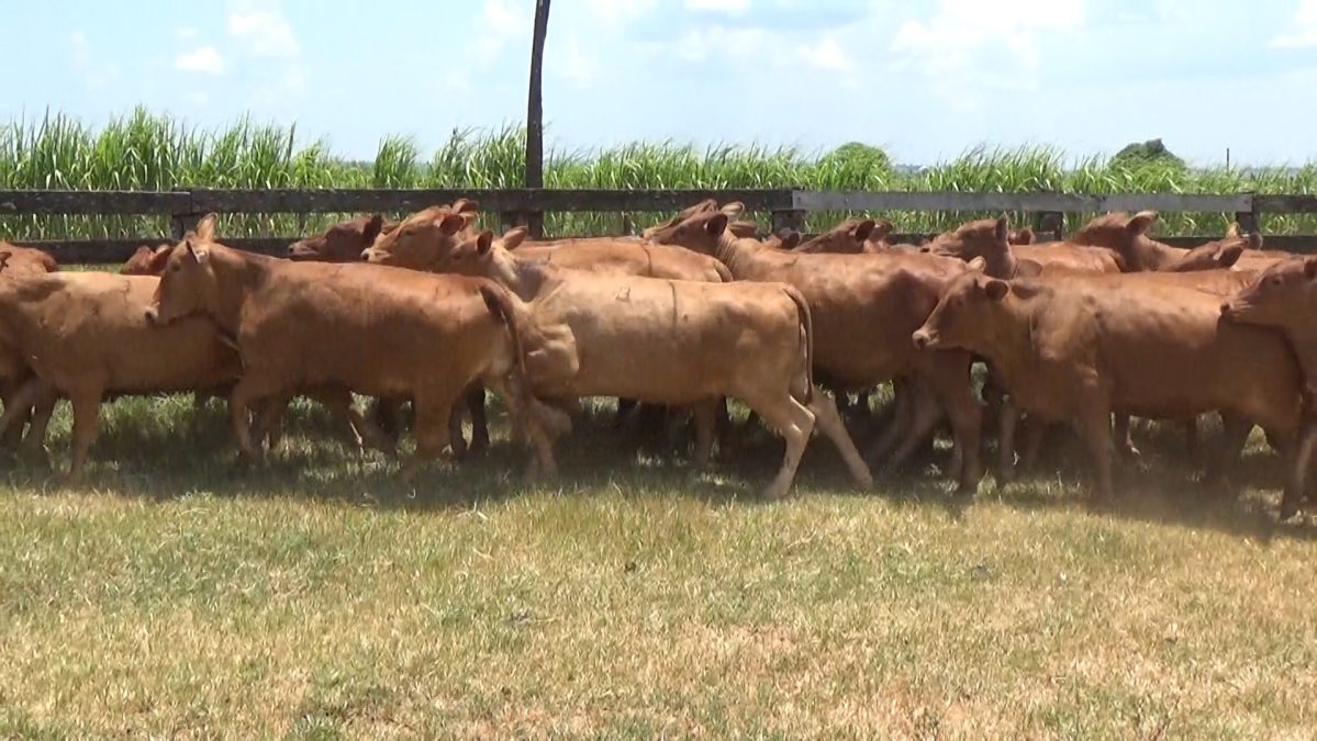 Feria de Invernada por Pantalla Televisada ─ lote 09.1