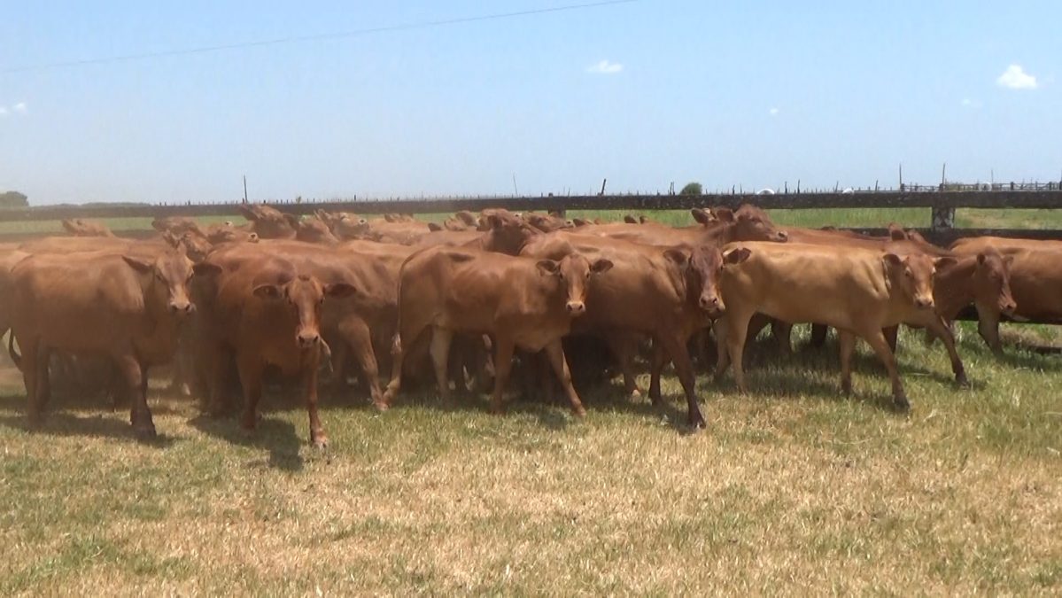 Feria de Invernada por Pantalla Televisada ─ lote 09.2