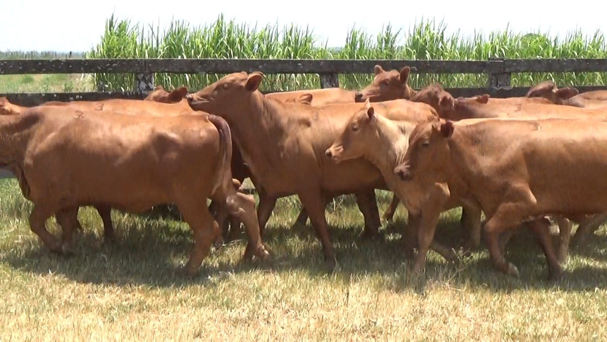 Feria de Invernada por Pantalla Televisada ─ lote Lote 9 – N° insp. 5979